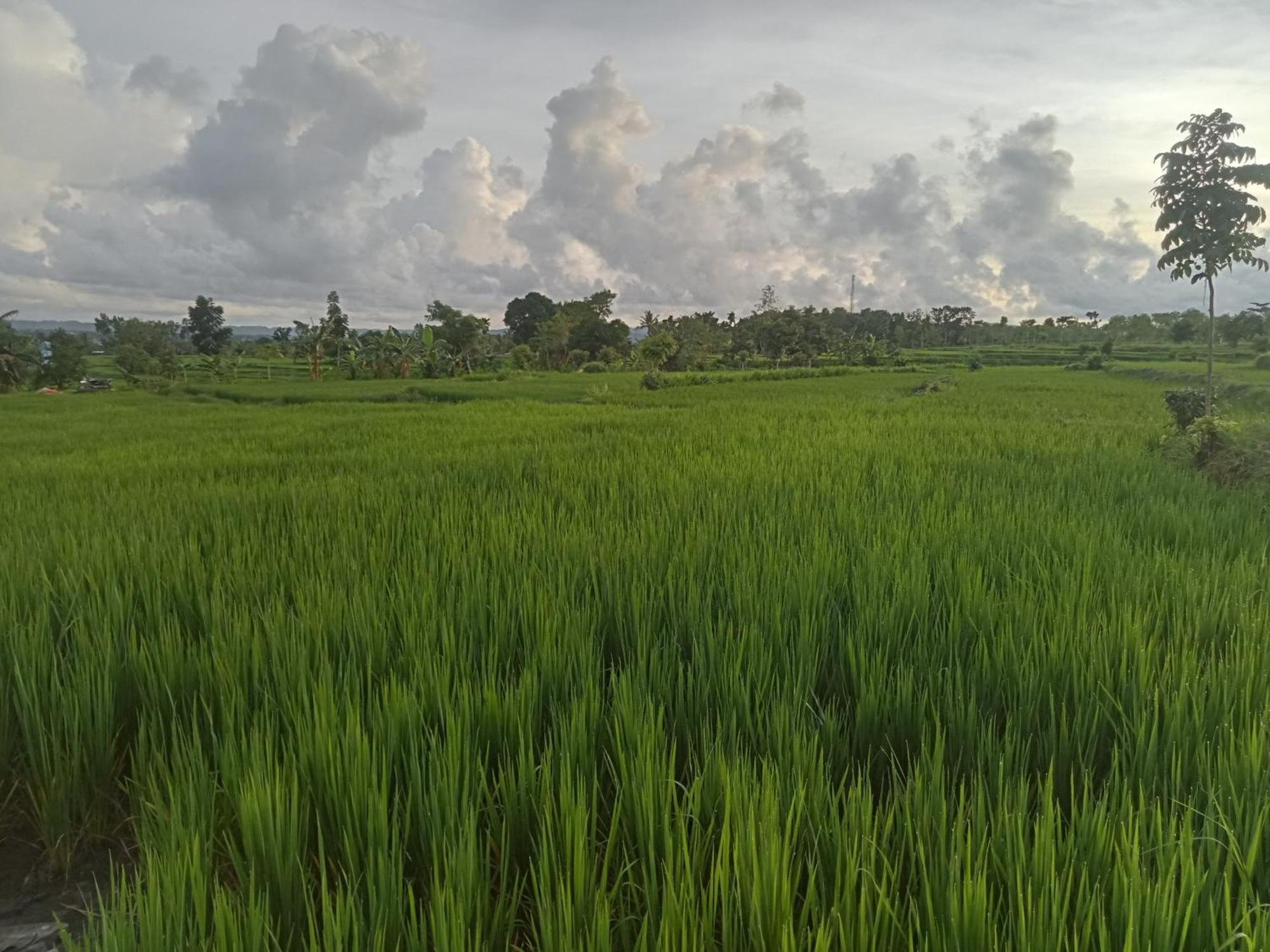 Bulan Homestay Plambi Exteriér fotografie