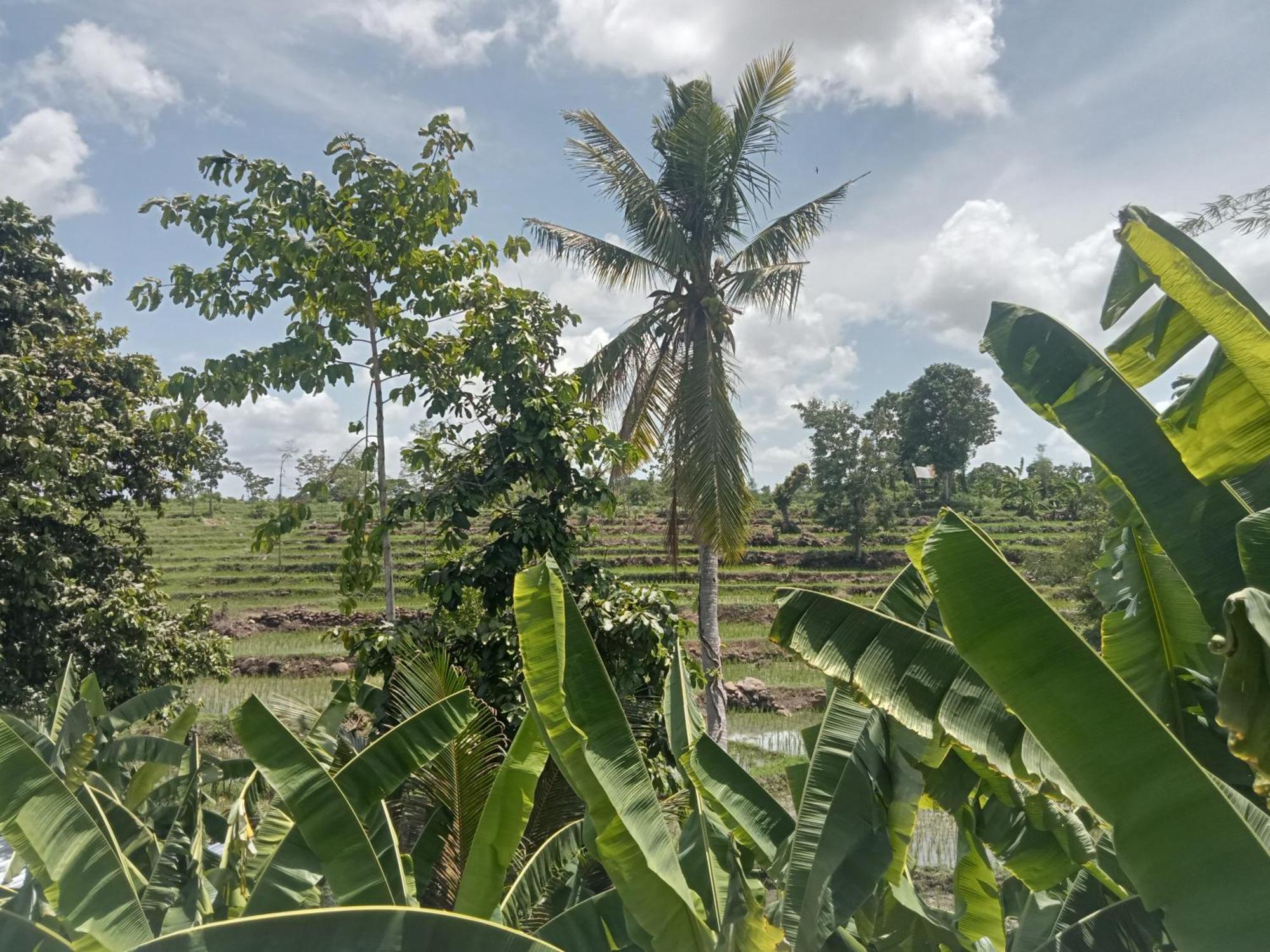 Bulan Homestay Plambi Exteriér fotografie